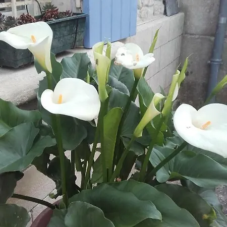 Rouge Calme Et Nature Dom wakacyjny Allas-Bocage