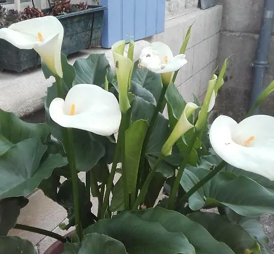 Rouge Calme Et Nature Vakantiehuis Allas-Bocage